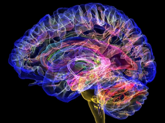 骚B3P大脑植入物有助于严重头部损伤恢复